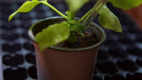 precise pipetting of nutrients to a young plant under laboratory conditions