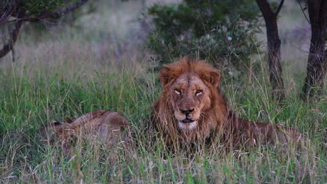 Ein-Wilder-Männlicher-Löwe-Bewacht-Eine-Läufige-Löwin,-Die-Neben-Ihm-Im-üppigen-Grünen-Gras-Schläft