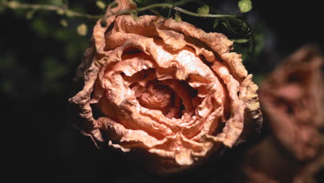 abstract of dried peach flower with beam of light flashing at dark