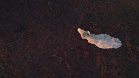 Top-down-view-on-White-Charolais-or-Nelore-cow-on-a-dark-basalt-soil-in-the-Golan-Heights,-Israel---special-angle-with-the-soil-background