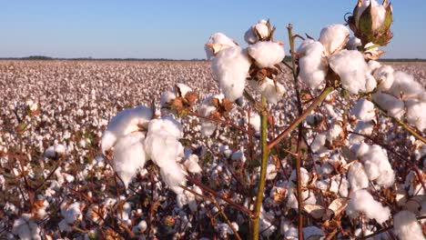 slow pan of cotton growing in a field in the mississippi river delta region 1