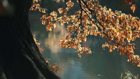 A-close-up-of-the-golden-yellow-leaves-backlit-by-the-sun