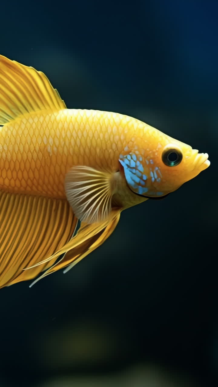 Graceful yellow betta fish. A bright yellow betta fish glides through clear water exhibiting flowing fins, showcasing its beauty and elegance.