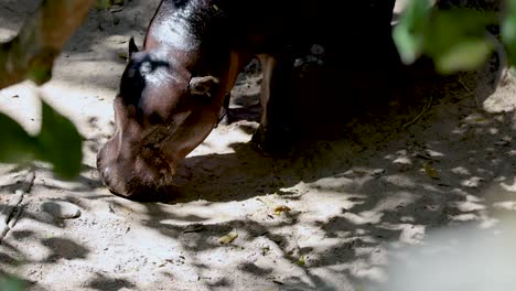 hippo feeding under trees in chonburi, thailand