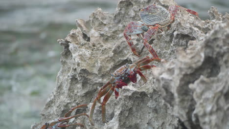 a sally lightfoot crab walks across rocks as the waves crash