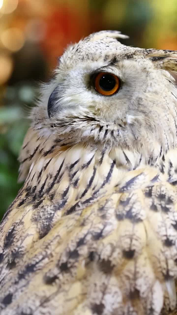 부이가 서서, 머리를 돌리고, 환경을 관찰하고