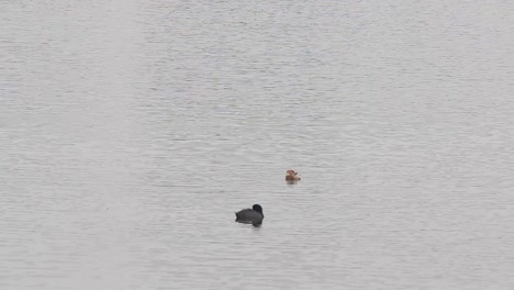 Kleine-Schnabelente-Und-Blässhuhn-Im-Seewasser,-Totalaufnahme-In-Voller-HD-Auflösung