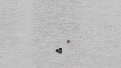 spot-billed baby duck and common coot in lake water long shot in full hd resolution