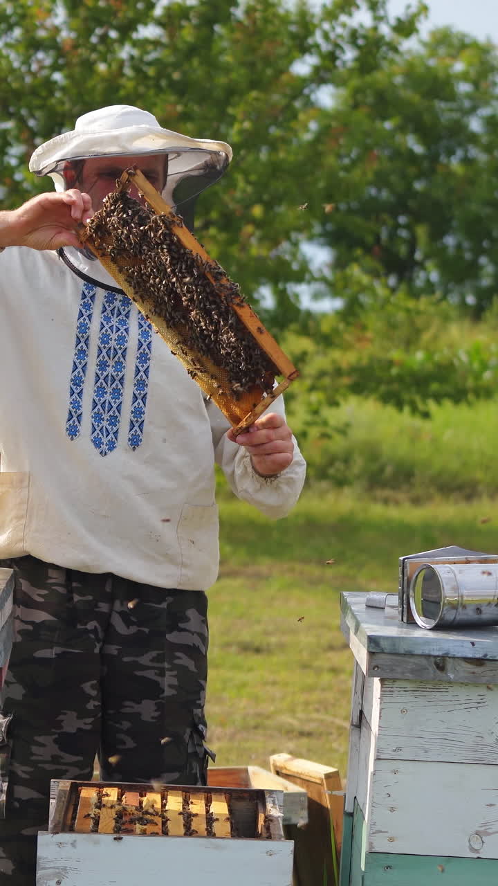 Apiculturist on a bees farm among nature. Beekeeper taking out frame full of bees and inspecting. Experienced apiarist looking after bees in summer. Vertical video