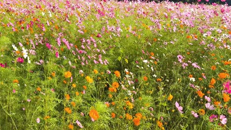 colorful cosmos field