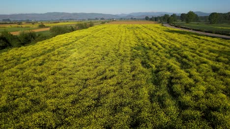 parcelas de cultivo amarillas y campos verdes exuberantes en la mañana de primavera, copia espacio para el tema agrícola