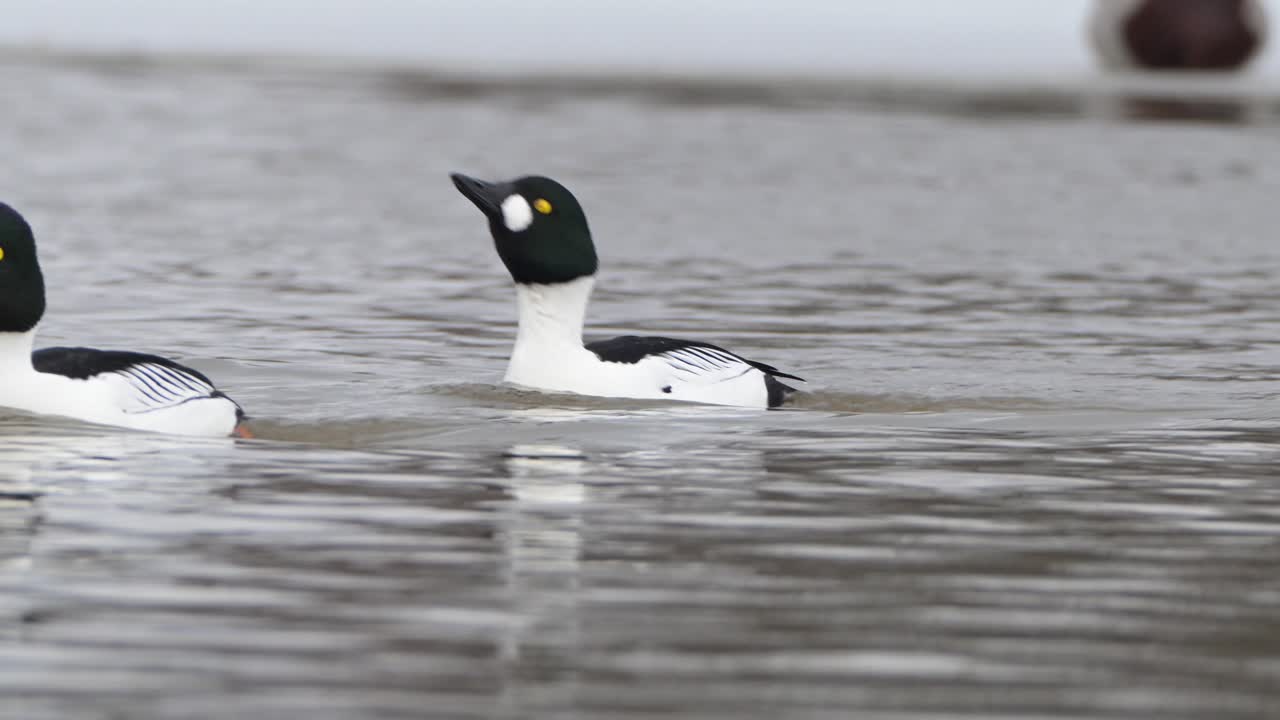 Common Goldeneyes bob heads while swimming, diving for food along with other ducks in Norway fjord during winter.