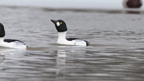 common goldeneyes bob heads while swimming, diving for food along with other ducks in norway fjord during winter.