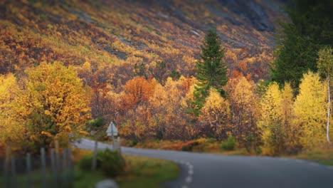 a narrow asphalt road winds through the norwegian autumn forest