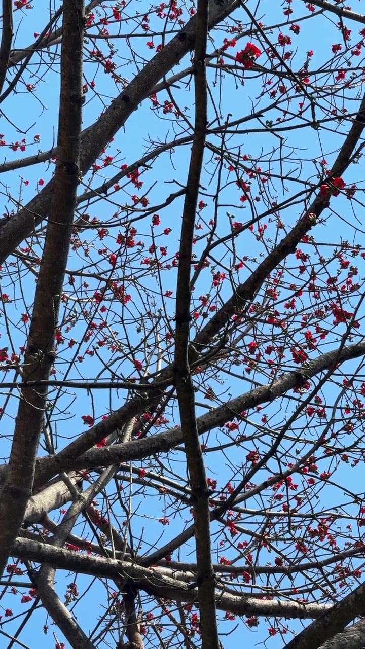 Fiori rossi su rami spogli di albero contro un cielo azzurro limpido
