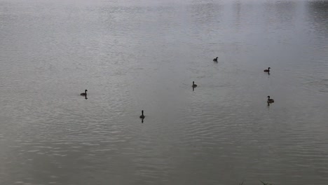 Patos-Sumergidos-Bajo-El-Agua-Y-Chapoteando-En-El-Lago-En-Invierno