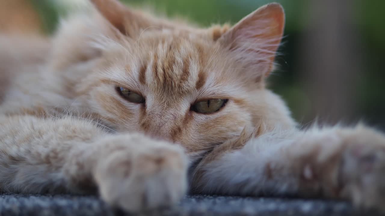 Orange Tabby Cat Portrait