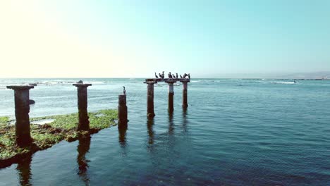 Birds-Gather-Together-Under-The-Sun-at-Los-Fosiles-Beach-in-Algarrobo-Chile,-Aerial-Drone-Fly-Close-to-the-Blue-Sea