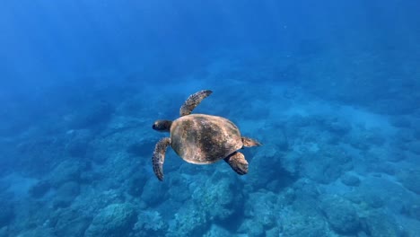 Una-Hermosa-Tortuga-Marina-Deslizándose-Volando-Por-El-Agua---Bajo-El-Agua