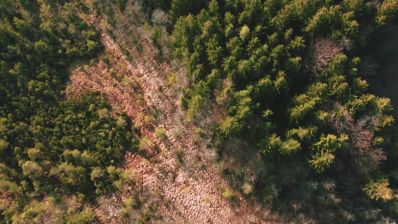 vuelo de drones aéreos de 4k uhd que se mueve sobre un idílico bosque verde y copas de árboles en un parque nacional de baviera en primavera en alemania