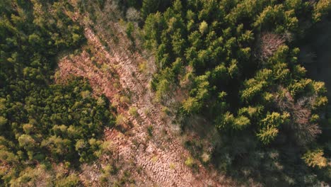 4K-UHD-aerial-drone-flight-moving-above-an-idyllic-green-forest-and-tree-tops-in-a-National-Park-Bavaria-in-spring-in-Germany