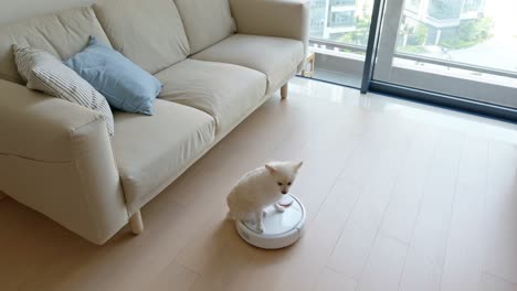 pomeranian dog on robotic vacuum cleaner