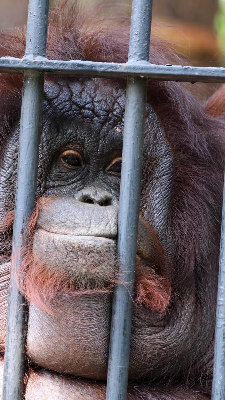 Orangutan siede tranquillamente dietro sbarre di metallo, luce naturale, primo piano, atmosfera cupa, movimento minimo.