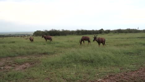 antelopes eating grass in maasai mara national reserve in kenya, africa