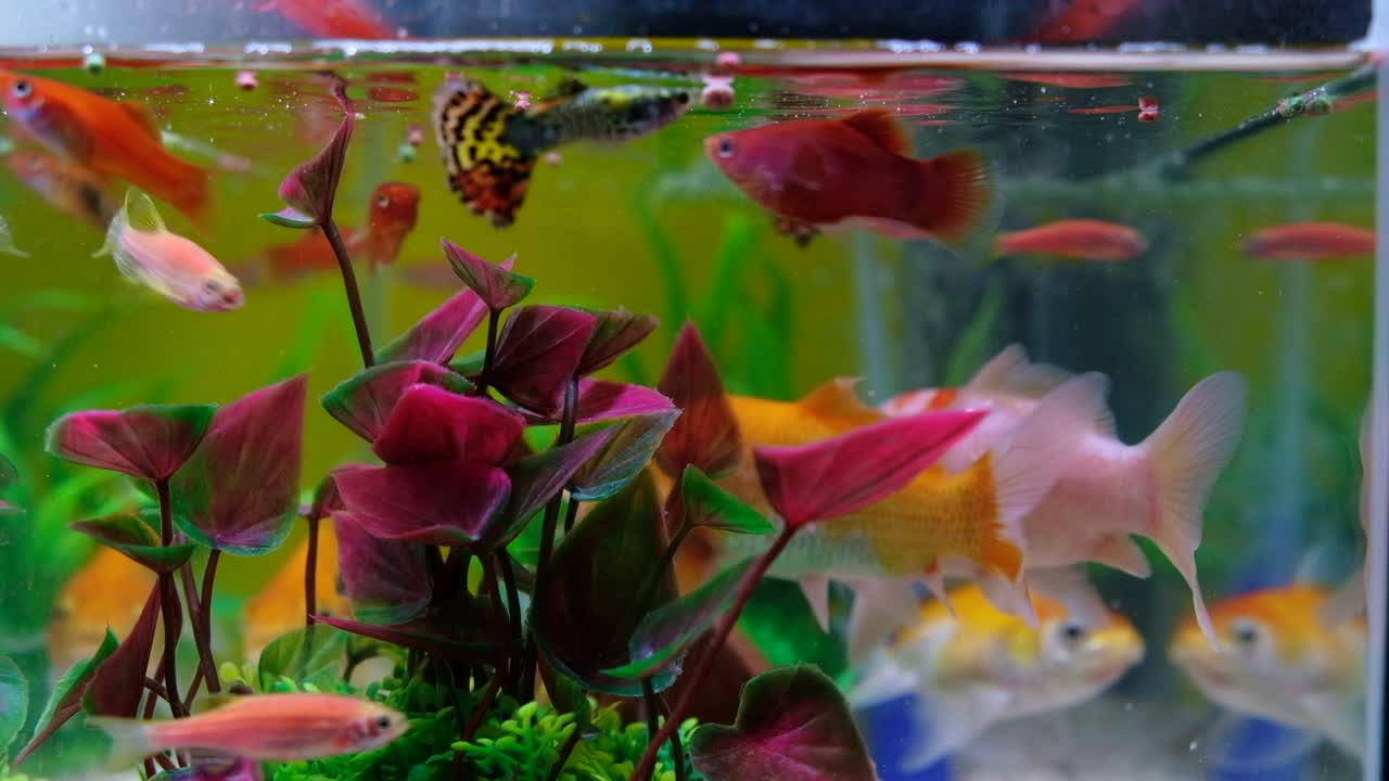 pequeños peces en el tanque de peces o acuario, peces dorados, guppy y peces rojos, carpa de fantasía con planta verde, vida submarina. 4k, uhd.