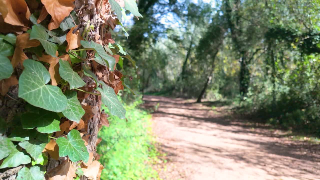 a tree trunk covered with green and brown ivy leaves. The background features a dirt path winding through a forested area with sunlight filtering through the trees.