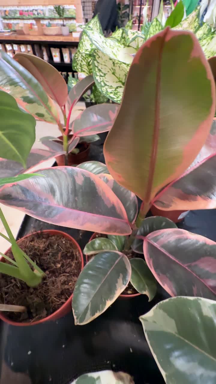 Assorted Indoor Plants