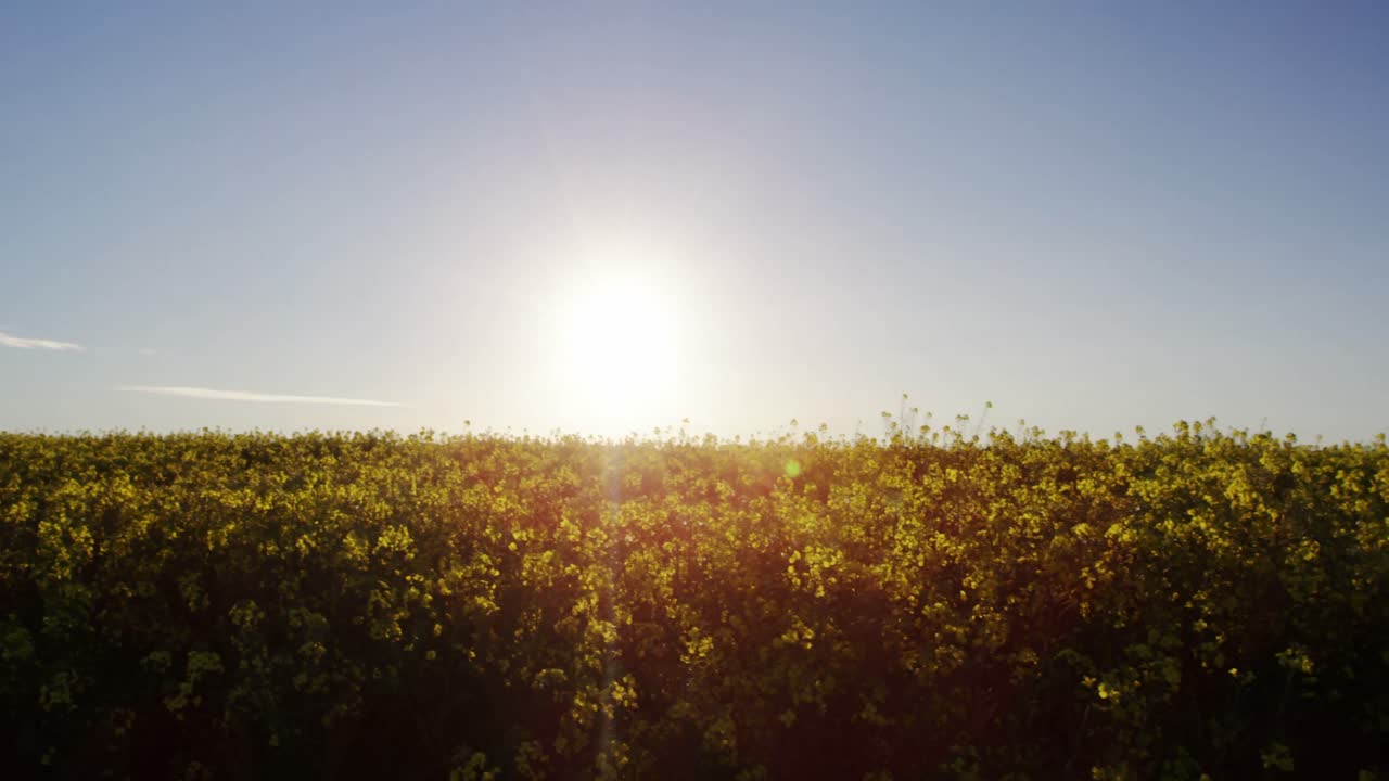 아름다운 겨자  ⁇ 의 전망