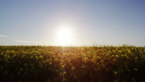 Vista-Del-Hermoso-Campo-De-Mostaza