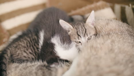 Two-lovable-kitten-and-mum