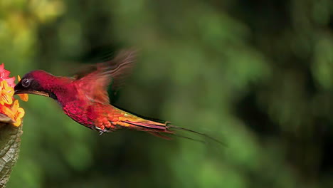 extrême gros plan d'un colibri gorget de topaze cramoisie planant au ralenti