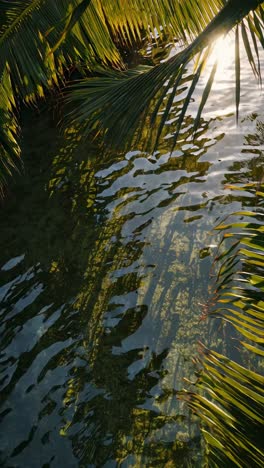 overhead view of sunlight reflecting on rippling water framed by palm leaves, creating a serene
