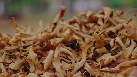 Camera-falling-on-pile-of-brown-dying-leaves-in-a-park-in-autumn