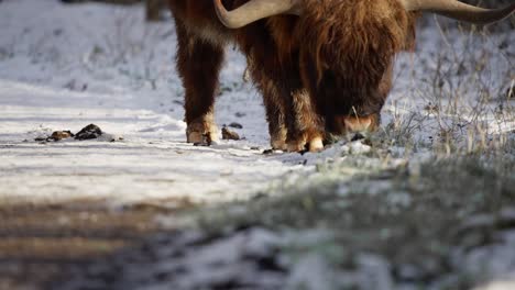 highland cow with large horns grazing by snowy road in winter grass