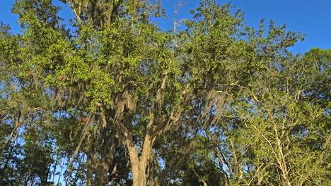 spanish moss blowing in the breeze hanging from oak trees on clear day tree