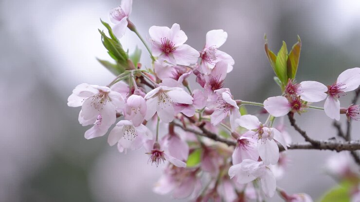 Beautiful Sakura Cherry Blossom is blooming with sprout in Alishan National Forest Recreation Area in Taiwan.
