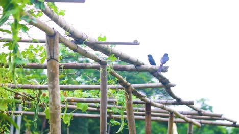 Pair-Of-Drongo-Birds-Perched-On-Top-Of-Bamboo-Trellis-With-Snake-Gourd-Growing-In-Vegetable-Garden