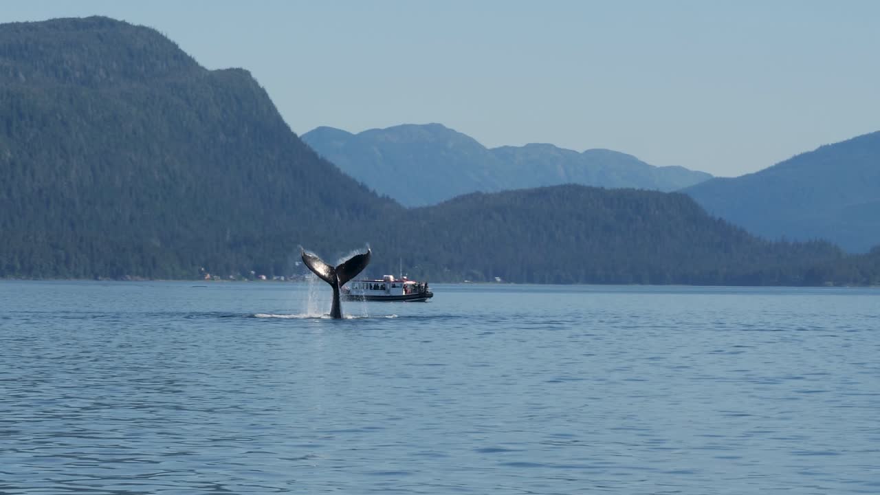 Pukkelhval slår vandet med halen. Turister i fritidsfartøj på hvalsafari i Juneau, Alaska