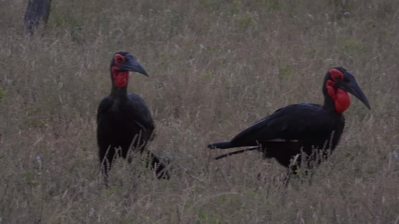 Southern ground hornbill bird wildlife safari exotic, Kruger national park South Africa native
