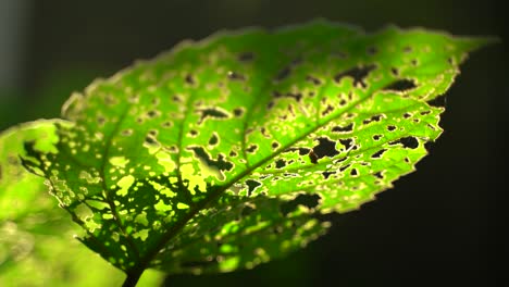 the morning sun light has fallen on leaf