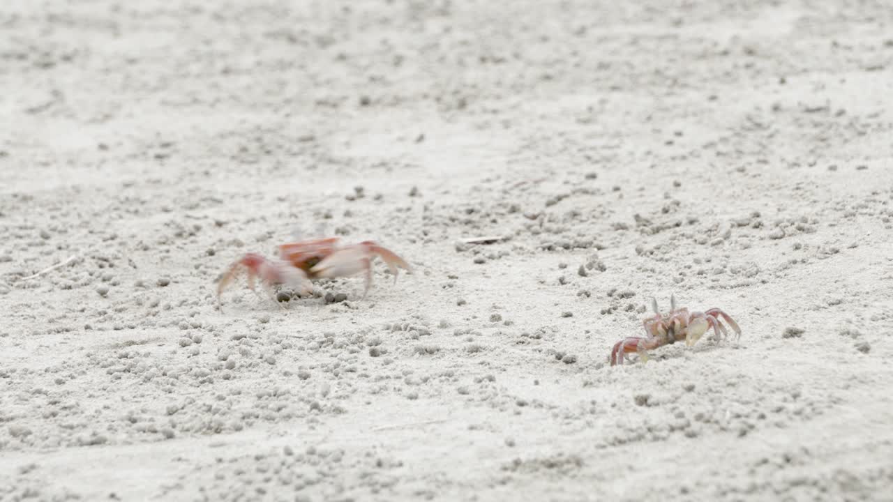 에콰도르 올론 해변의 모래사장에서 먹이를 먹고 있는 사랑스러운 붉은 게