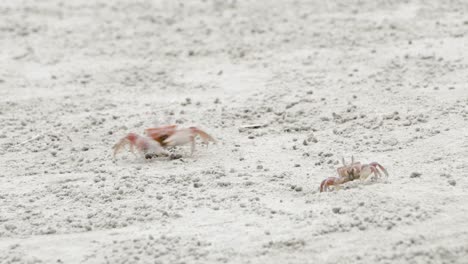 Adorable-red-crabs-feeding-on-the-sands-of-Olon-Beach,-Ecuador--close-up