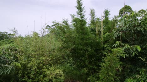 bamboo tree in between other trees in the jungle, dolly in