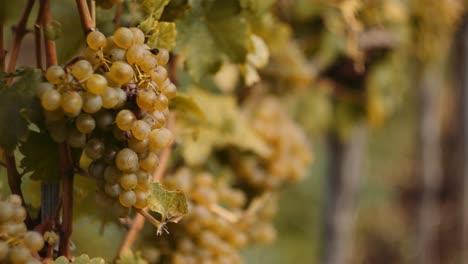 juicy white wine grapes hanging in vineyard, ready for the harvest