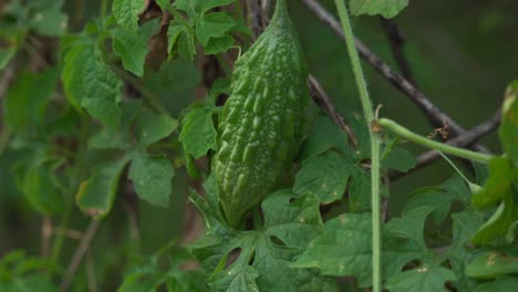 Schöne-Tiefenschärfeaufnahme-Der-Bittermelonenpflanze-Cerasee-Kerala-Mit-Kerala,-Die-An-Weinreben-Hängt,-Aus-Denen-Gesunder-Kräutertee-Hergestellt-Wird,-Der-Sich-Gut-Zur-Gewichtsabnahme-Eignet