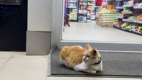 a cat rests on a mat outside a brightly lit convenience store in phuket, thailand. the environment is calm and inviting
